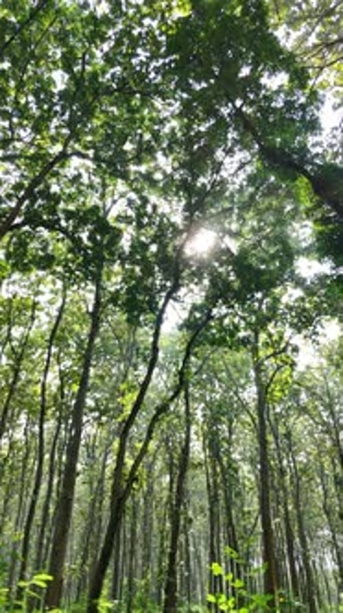 Vue à angle réduit de la lumière du soleil sur l'arbre de la forêt