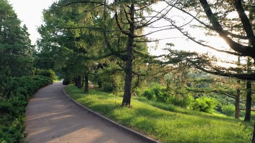 Beautiful Green Trees Along Park Alley in the Morning on a Summer Day