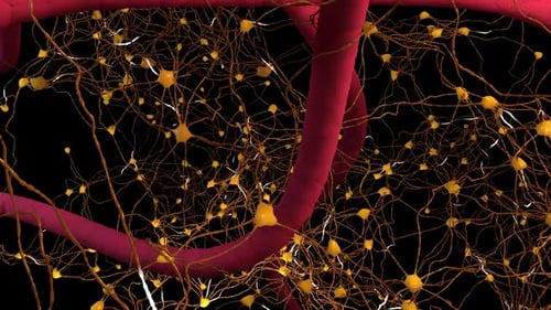 3D Neural Network with Blood Vessels and Signal Transmission