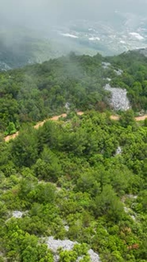 Vertical Video Aerial Encounter with Verdant Forest Drenched in Rain's Embrace
