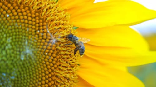 Bee Gathering Nectar From Ripened Sunflower in Field Bumble Gathering Pollen on Yellow Flower Hard