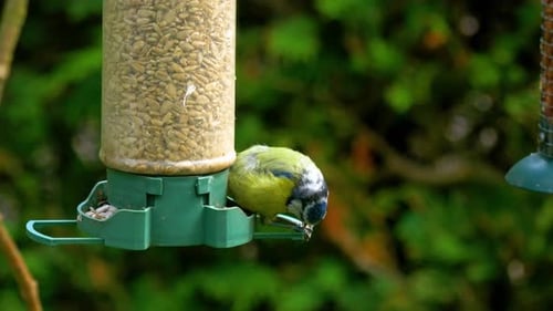 Mésange bleue se nourrissant de graines de tournesol. Binôme -
Parus caeruleus