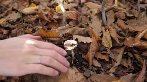 Mushrooms Grow in the Autumn Forest Under Sunlight Among Green Grass