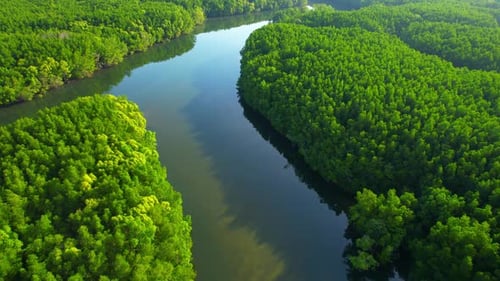Aerial view over green mangrove forest