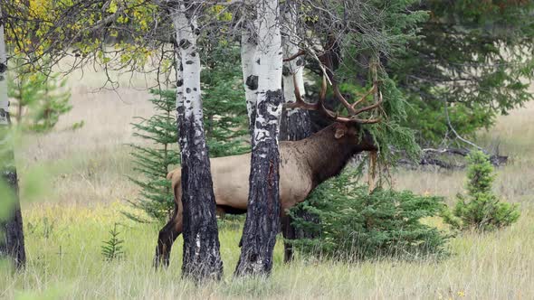 A bull elk rubbing on a tree during the rut in 4K, Nature Stock Footage ...
