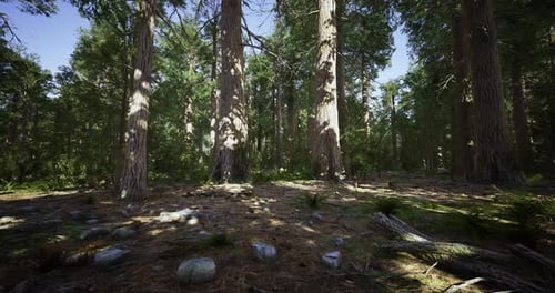 Tall Trees Cast Shadows on a Forest Floor in a Sunlit Grove