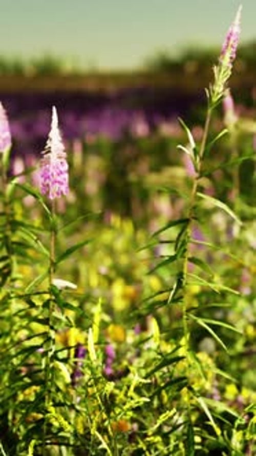 A Colorful Field of Flowers in Bloom