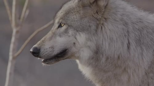 Extreme close up of a grey wolf face