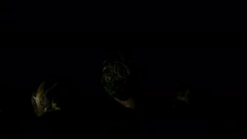 Brussels sprouts in darkness with flickering light, close-up.