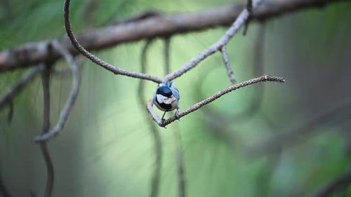 Cinereous tit Bird with insects in Beak to Fee female bird in breeding Season in Forest