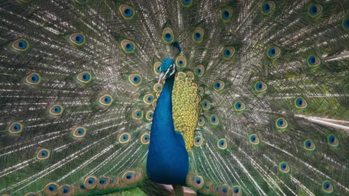 Majestueux paon mâle à la queue écartée secouant ses plumes