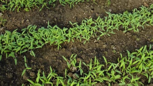 Seedlings of Garden Plants in a Greenhouse