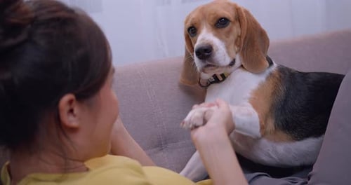 Woman Playing with her Adorable Beagle at Home