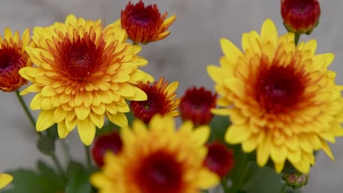 Close up of Yellow and Orange Chrysanthemum Flowers