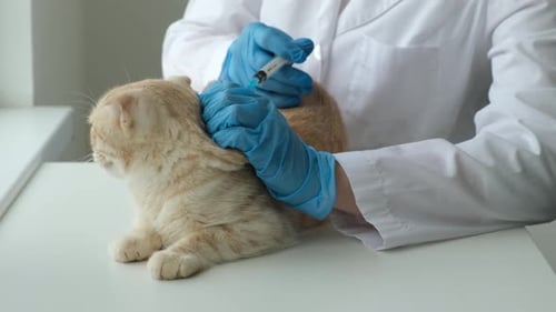 Vet Giving Injection to Light Orange Cat