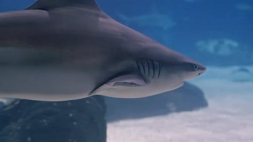 Big Shark Swim in Aquarium You Can Get a Good Look at the Dangerous Animal Through the Glass of the