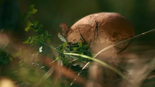 Mushroom Growing in Forest, Close Up View