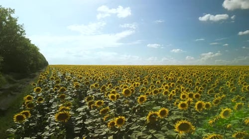 Sunflower field aerial view in Ukraine