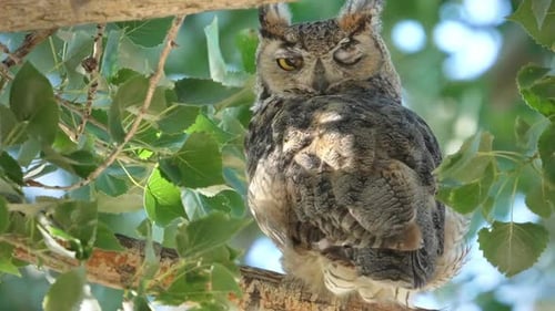Great Horned Owl slowly blinking its eyes while perched in a tree