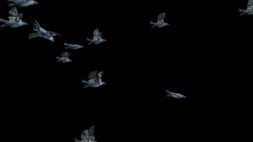 Animated Flock of Crows Flying Across Screen Transition