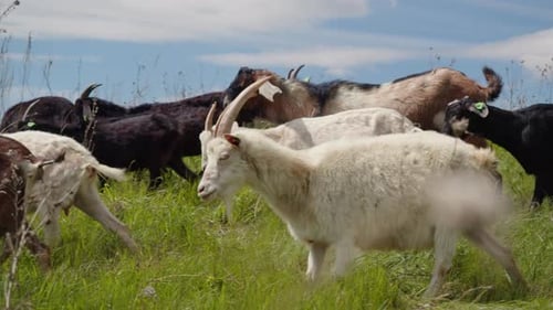 Herd of Goats Running on a Green Meadow in the Countryside