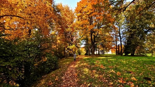 A woman in a coat walking among the yellow and orange trees in the autumn forest with the ground ful