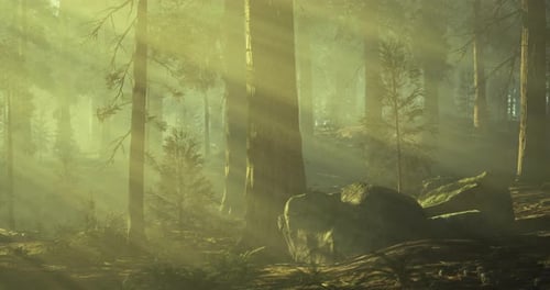 Sunlight Filters Through Trees in a Tranquil Forest During Early Morning Hours