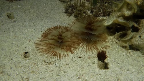 Christmas tree worms