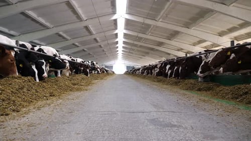 Camera Moving Along Path on Cowshed with Cattle Which Eating Hay Long Row of Cows Feeding By Dry