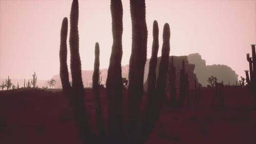 Night at Saguaro National Park in Desert of Arizona