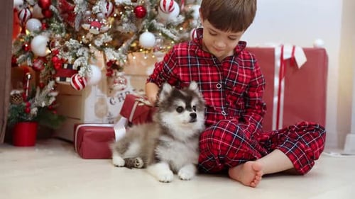 Boy Pets Puppy near Christmas Tree with Gifts