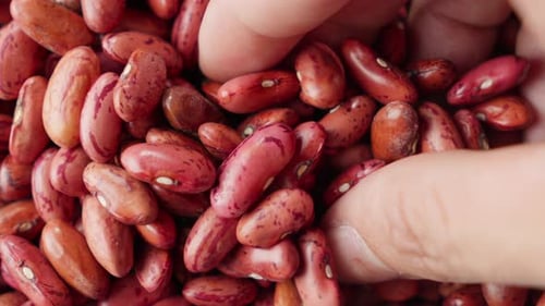 Close-up of vibrant red kidney beans being handled and inspected by hands