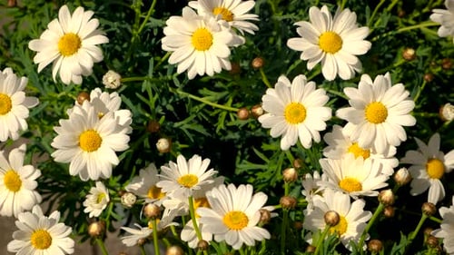 Daisies Close Up Background