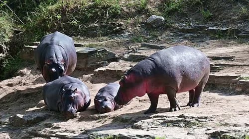 Hippopotamus Family Resting Peacefully by Riverbank