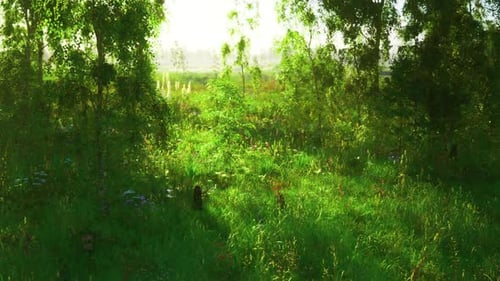 Tranquil Concealed Meadow Illuminated Softly Beneath Canopy of Leafy Branches