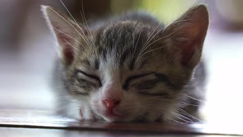 Close up shot of a sleepy tabby kitten loafing on the ground, peacefully taking an afternoon nap, ex