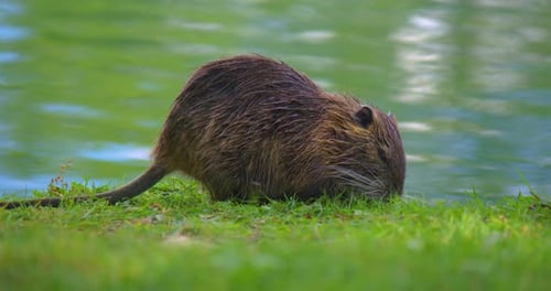 Feuchte Wasserratte oder Bisamratte kriecht an Land auf der Suche nach Nahrung Nutria auf dem grünen Gras, Wasservögel, Nagetier