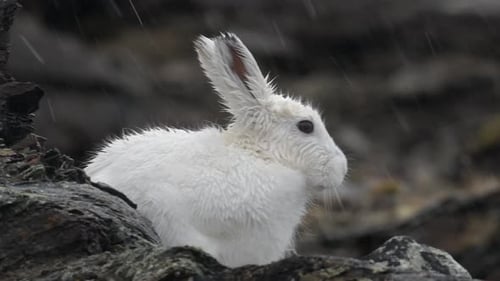 Pure White Arctic Hare grooming and cleaning in Greenland with heavy rain falling in slow motion
