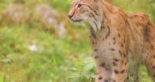 The Eurasian lynx (Lynx lynx) in the forest.