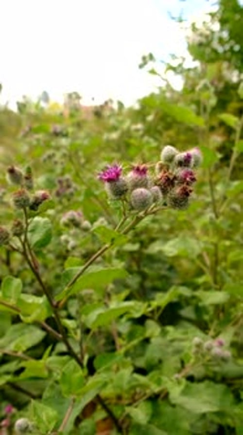 Milk Thistle Growing in a Field Selective Focus