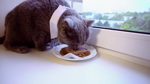 Le chat mange de la nourriture en gros plan. Un chat de race britannique a reçu un cadeau pour son anniversaire : un gâteau à la viande festif.