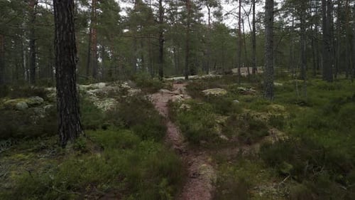 Slow moving drone flying in a forest