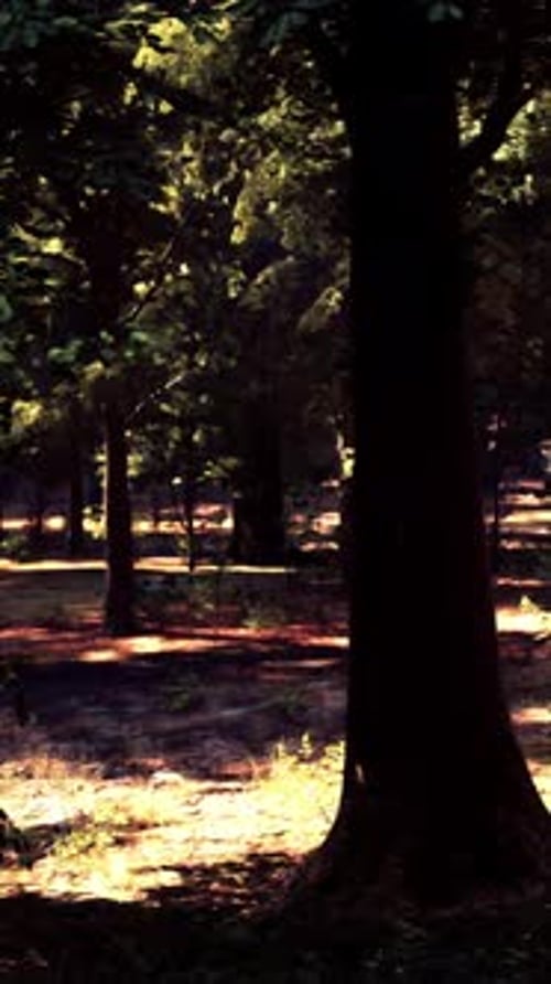 Sunlight Streaming Through the Trees in a Picturesque Forest