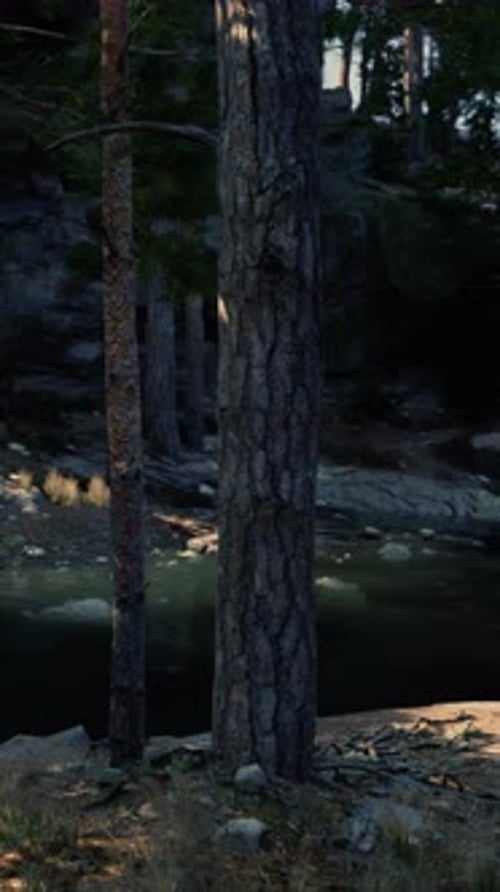 Stream Flowing Through Dense Forest