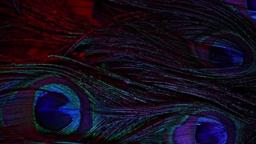 Feathers of Tropical Peacock Bird Macro Closeup View Beautiful Animals Color Accuracy of Nature