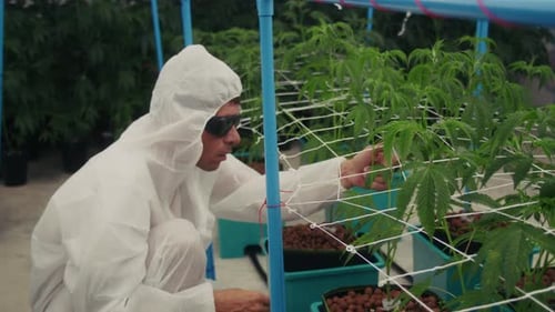 Adult Inspects Growing Plants in Protective Suit