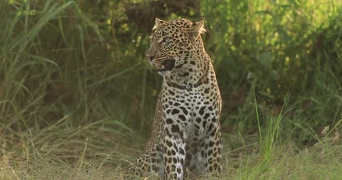Un léopard est assis dans la savane