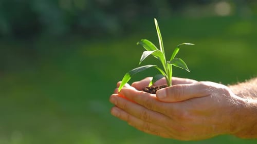 Close Up of the Man Hands Holding Sapling Farmer Holds Young Plant with Soil in Child Hands Male