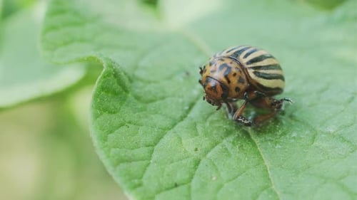 Escarabajo de la patata de Colorado en una hoja verde