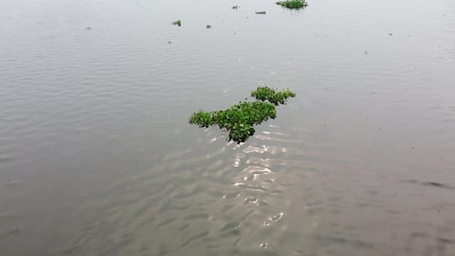 Luftaufnahme, Überquerung eines mit Wasserhyazinthen gefüllten Sees